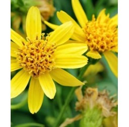 Macérât huileux d’arnica Bio